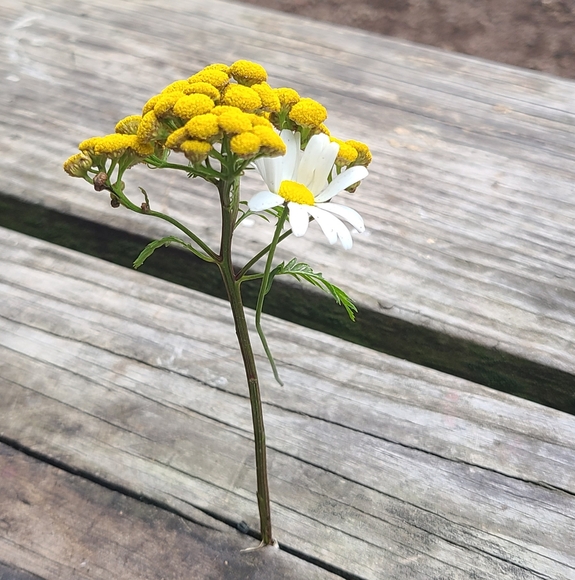 Like this post to be notified when I go live! - Picture 8 of 17